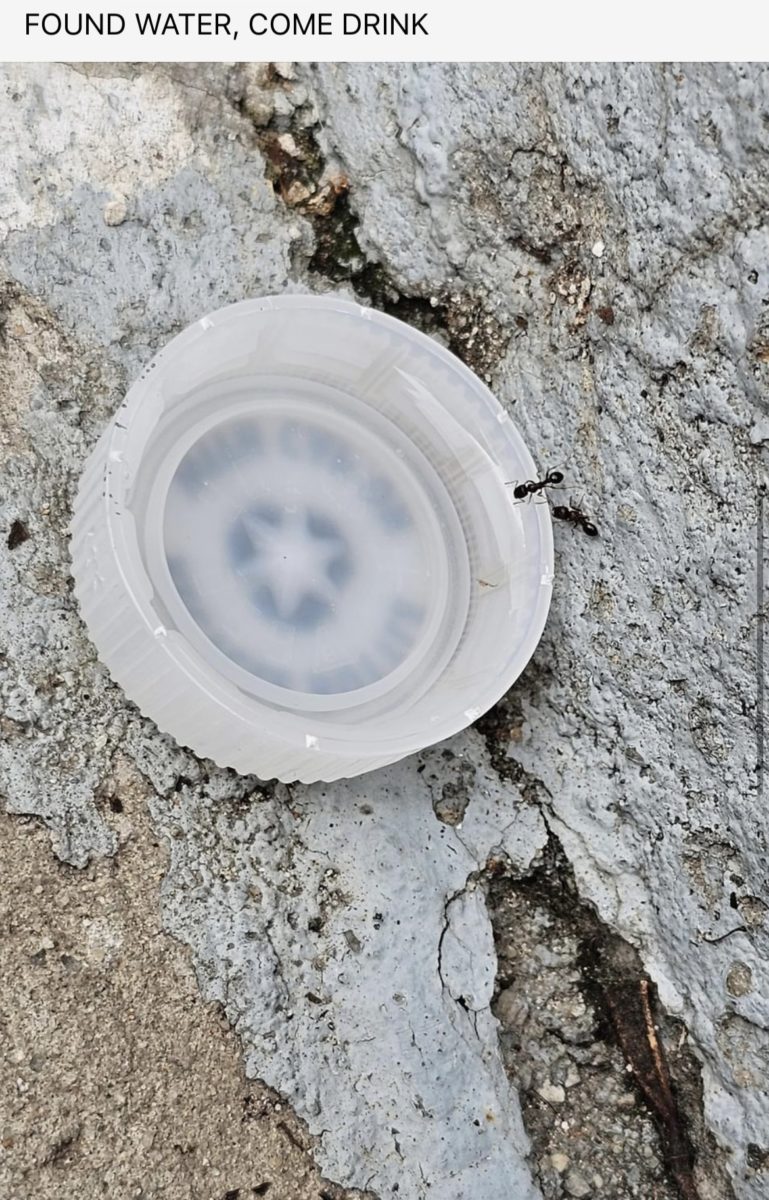 Facebook Post of ants infesting a water bottle cap, provided by Lindsay Deyton