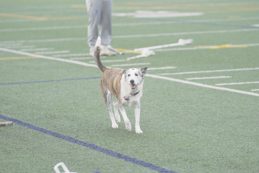 Photo of a dog on a football field from Unsplash