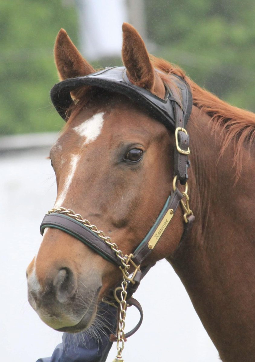 Photo of Rolo the Horse, courtesy of Breanna
Dorian