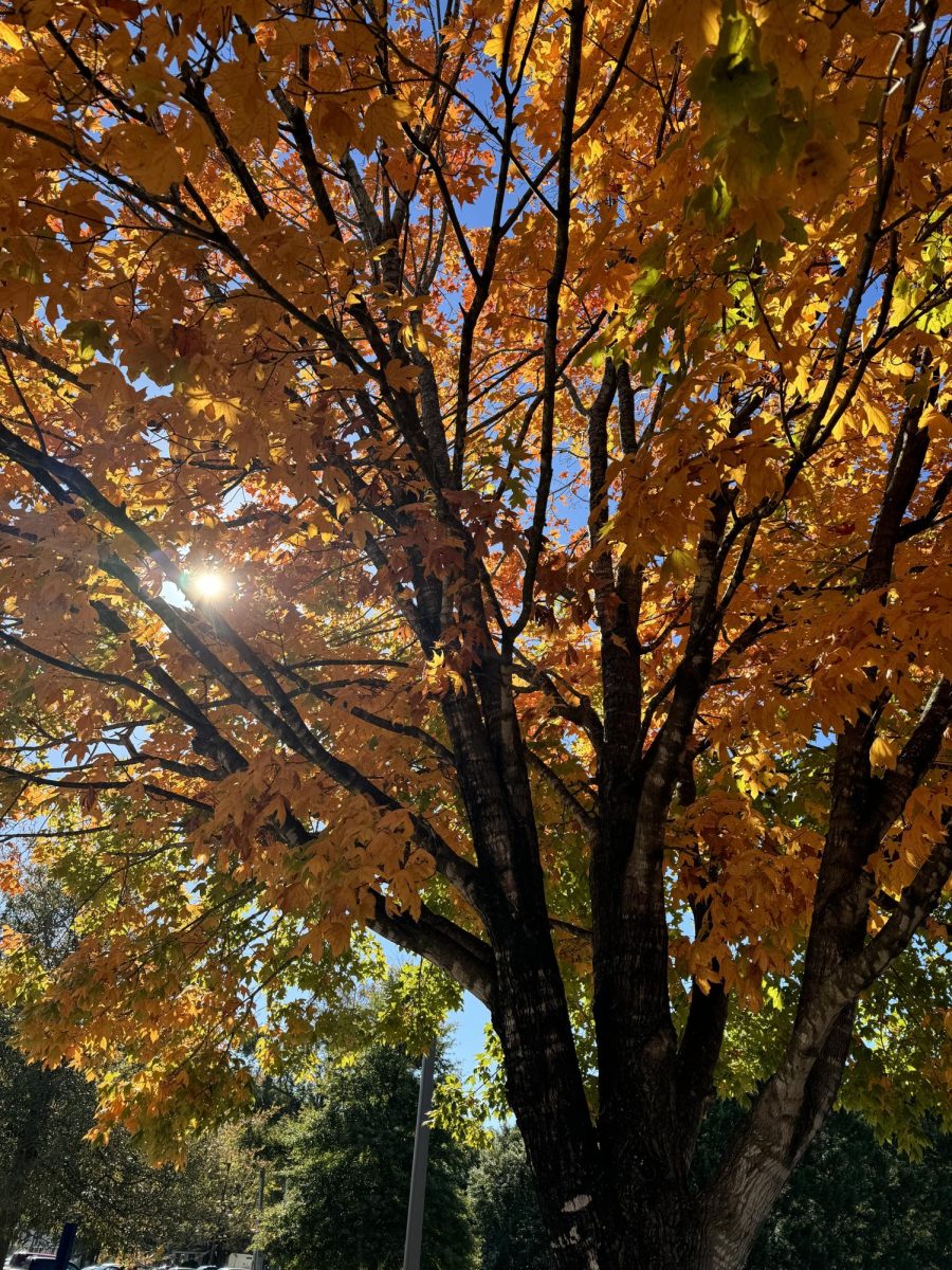 Sunlight filtering through bright orange leaves on a tree in front of the
Sports Lot.