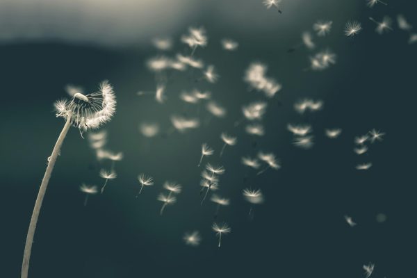 Dandelion flower, photo from Unsplash