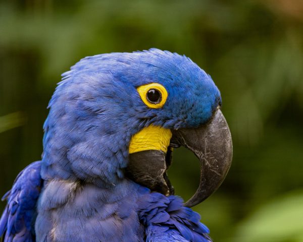 Image of Hyacinth Macaw, taken from Unsplash