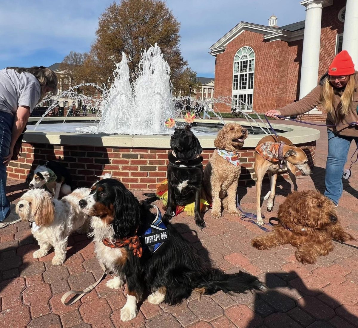 Therapy dogs pose for a group photo in front of the fountain before the event