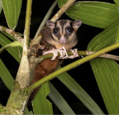 Photo of the pygmy long-fingered possum, taken from the Australian Museum website.
